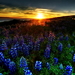 lupine-natuur-bloemen-bluebonnet-achtergrond