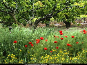 nat-geo-wilde-flora-national-geographic-natuur-achtergrond