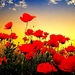 papaver-bloemen-rode-bloemblad-achtergrond
