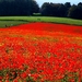 veld-bloemen-rode-weide-achtergrond