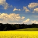 veld-canola-natuur-gele-achtergrond