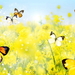 vlinder-tederheid-natuur-insecten-achtergrond