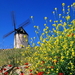 windmolen-spanje-canola-wildflower-achtergrond