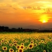 zonnebloem-bloemen-veld-natuur-achtergrond