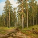 fedorov_forest_creek