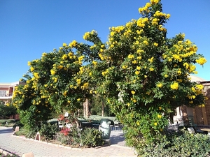 IMG_20211129_071514