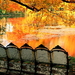herfst-reflectie-natuur-oranje-achtergrond