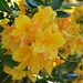 rhododendron__klondyke__flower
