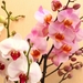 white_and_pink_orchids