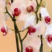white_orchids_1
