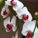 white_orchids_3