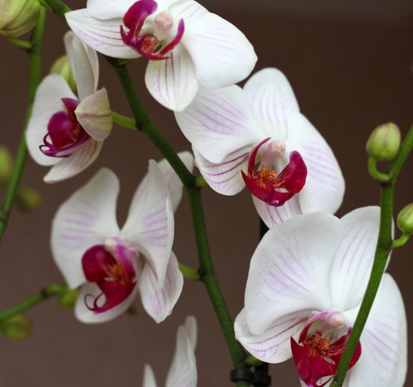 white_orchids_3