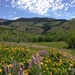 wildflowers_near_seventysix_creek_in_copper_basin__humboldt_toiya