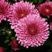 chrysanthemum__0883_-relic38