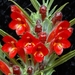 columnea_flexiflora_-1