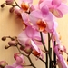 pink_orchids_2