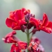 red_flowers__detail___14330255411_
