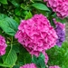 hydrangea_macrophylla_in_the_park_of_the_castle_of_selles_sur_che