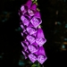 pink_common_foxglove_or_digitalis_purpurea