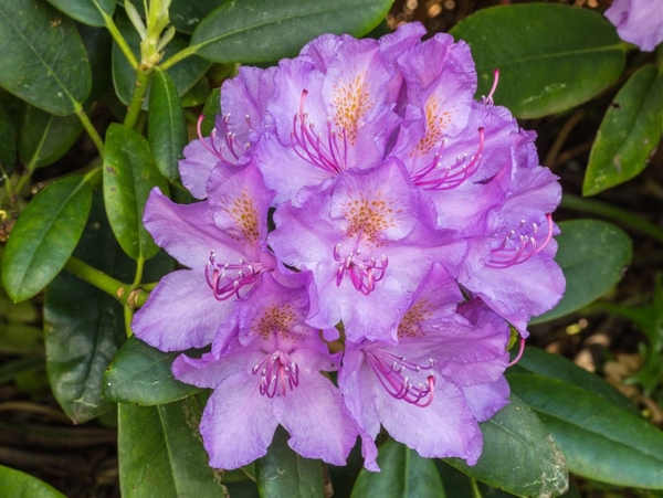 rhododendron_ponticum_actm_03