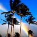 regenboog-natuur-palmboom-woestijn-palm-achtergrond