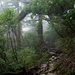 forest_in_yakushima_61