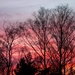 red_sunset_behind_trees_in_brastad_2