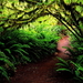 woud-natuur-groene-jungle-achtergrond