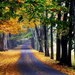 woud-natuur-herfst-weg-achtergrond