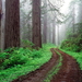 woud-natuur-oudgroeiend-bos-mist-achtergrond