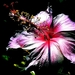 bloemen-fantastische-bloemblad-roze-achtergrond