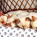 katten-kittens-dieren-katje-achtergrond (4)