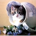 katten-kittens-katje-europees-korthaar-achtergrond (1)