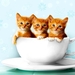 katten-kittens-kop-katje-achtergrond