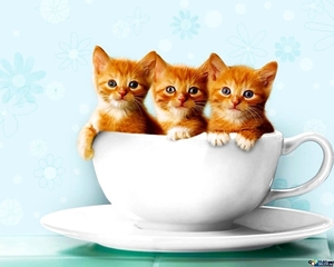 katten-kittens-kop-katje-achtergrond