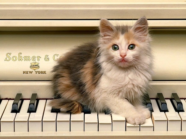 katten-kittens-muziekinstrument-piano-achtergrond