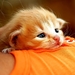 katten-kittens-oranje-dieren-achtergrond (1)