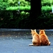 katten-kittens-oranje-dieren-achtergrond