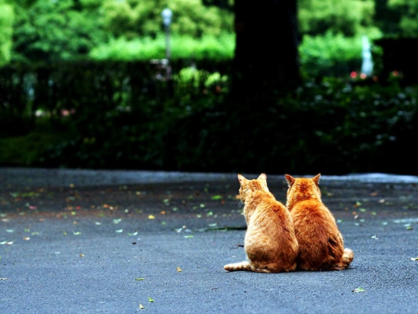 katten-kittens-oranje-dieren-achtergrond