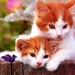katten-kittens-oranje-katje-achtergrond