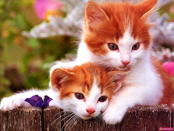 katten-kittens-oranje-katje-achtergrond
