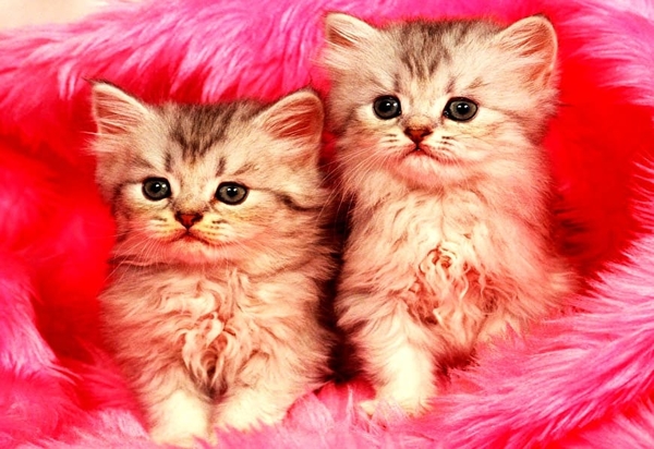katten-kleine-dieren-katje-roze-achtergrond