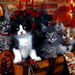 katten-vrolijk-kerstfeest-katje-dieren-achtergrond