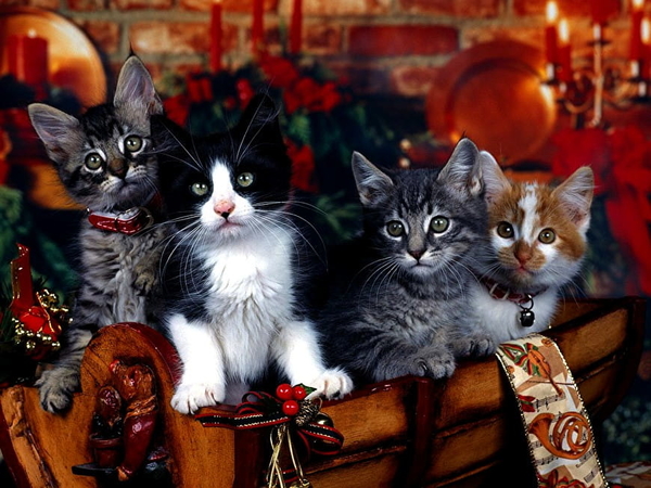 katten-vrolijk-kerstfeest-katje-dieren-achtergrond