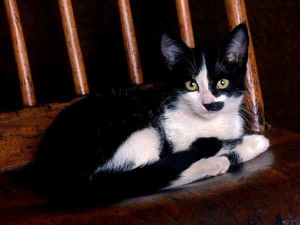 katten-zwarte-houten-dieren-achtergrond