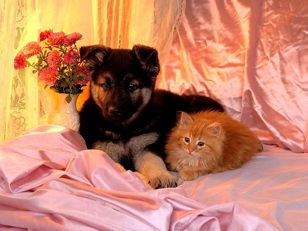 kittens-honden-puppys-dieren-achtergrond