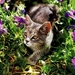 kittens-katten-binnenlandse-kortharige-kat-europees-korthaar-acht