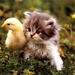 kittens-katten-dieren-vogel-achtergrond (1)