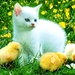 kittens-katten-dieren-vogel-achtergrond