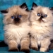 kittens-katten-himalaya-kat-dieren-achtergrond